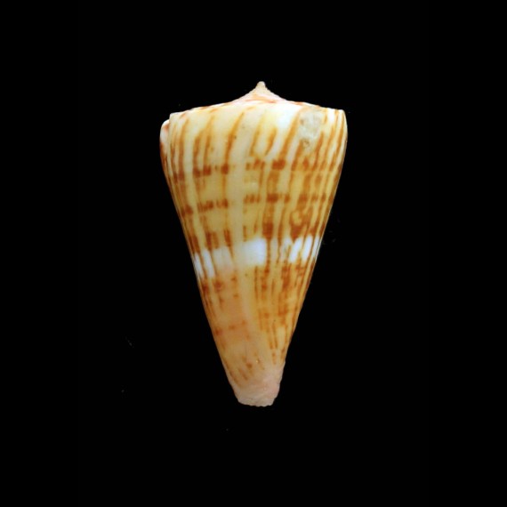 boui 36,7mm
