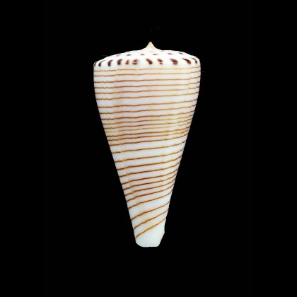 hirasei 59,0mm SUPERB
