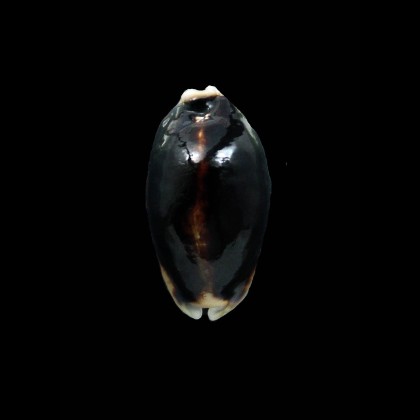 églantine 41,0mm