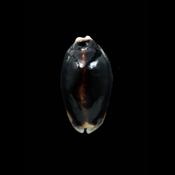 églantine 41,0mm