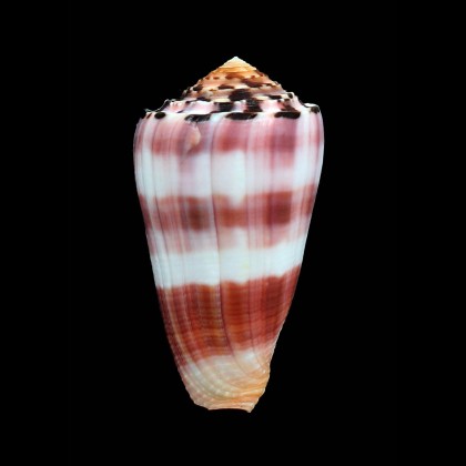 gauguini 61,5mm