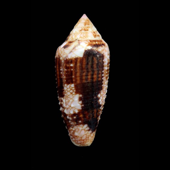 legatus 53,0mm HUGE
