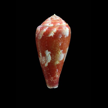 pertusus ellodieallaryae 42,0mm