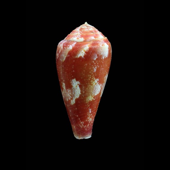 pertusus ellodieallaryae 42,0mm