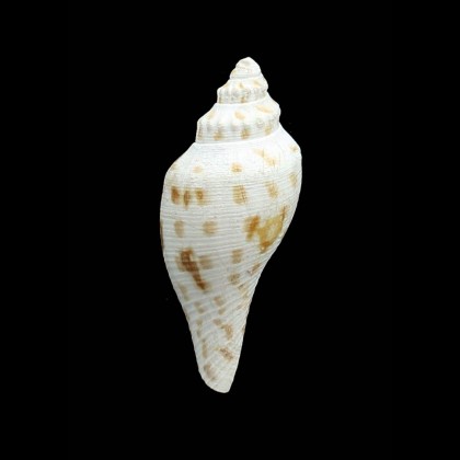 robusta 52,1mm