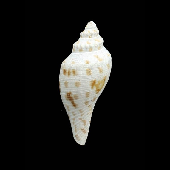 robusta 52,1mm
