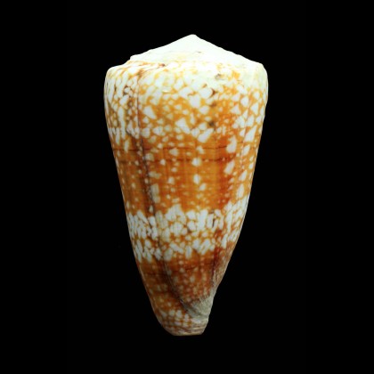 vida cuyoensis 85,0mm MONSTER