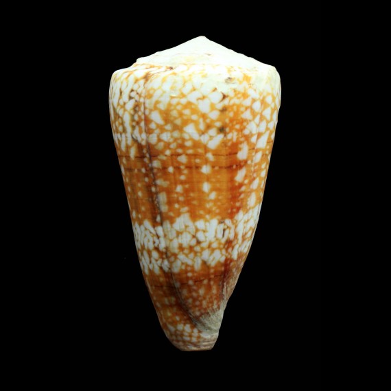 vida cuyoensis 85,0mm MONSTER