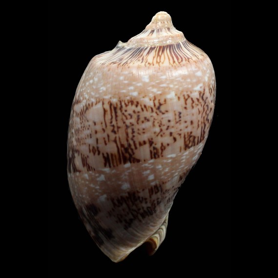 hughmorrisoni 120,0mm RARE