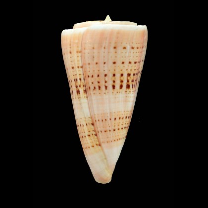 monile 98,5mm WRS