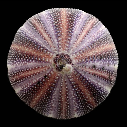 esculentus 120,0mm