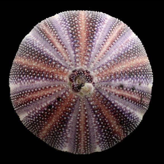 esculentus 120,0mm
