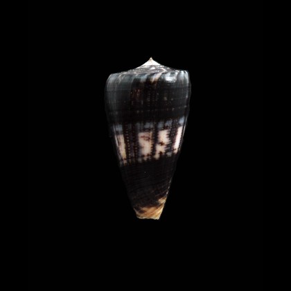 niasensis 40,0mm DARK