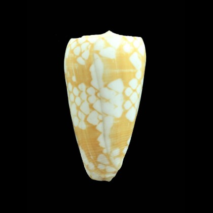 cordigera 55,7mm BIG