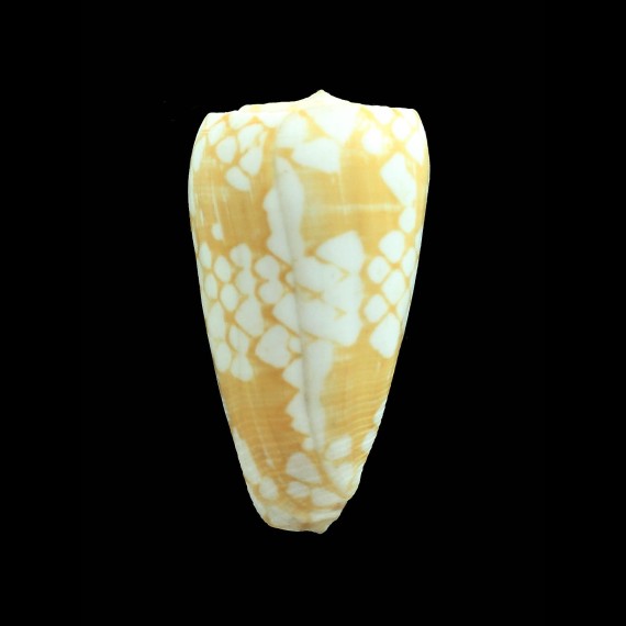 cordigera 55,7mm BIG