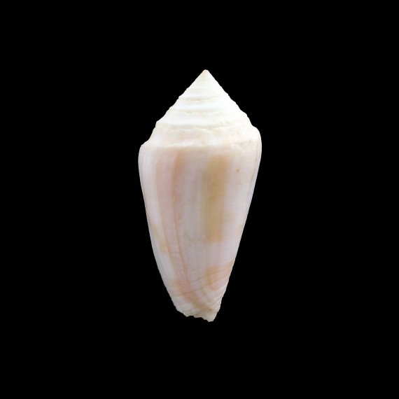 mindanus bermudensis 43,6mm BIG