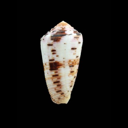 aurisiacus 52,7mm