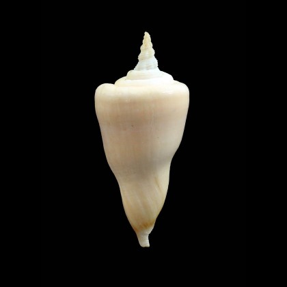 serotinus 70,5mm BIG