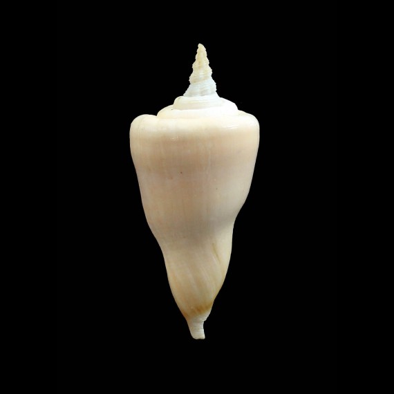 serotinus 70,5mm BIG