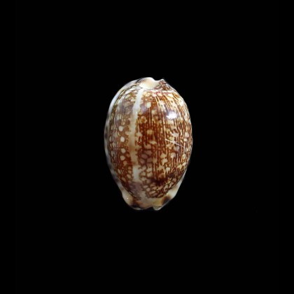 arabica 34,0mm DWARF