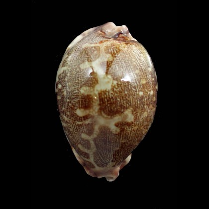 rosea ultraviola 72,0mm
