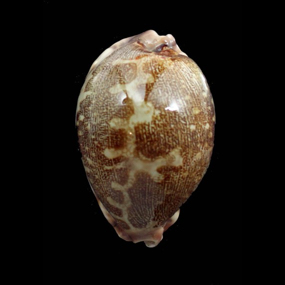 rosea ultraviola 72,0mm