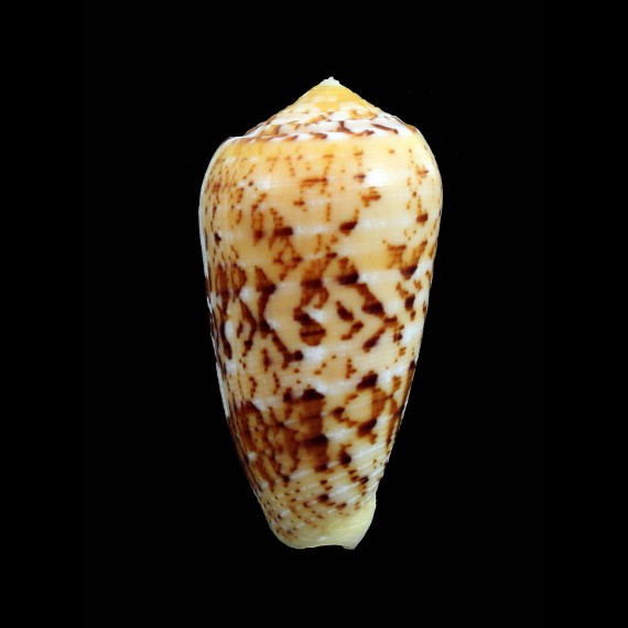 floccatus magdalenae 55,4mm