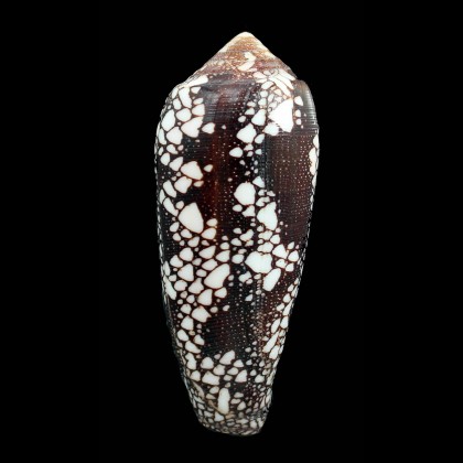 magnificus 95,0mm GIANT