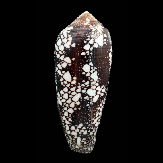 magnificus 95,0mm GIANT