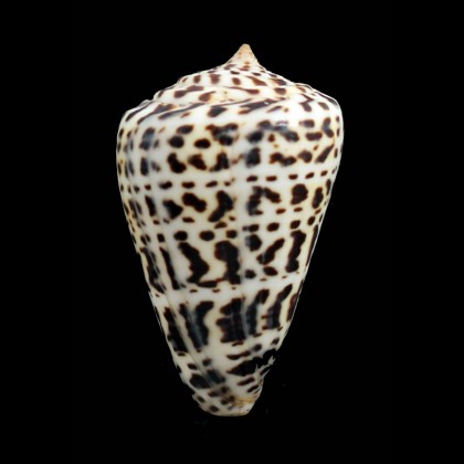 spurius baileyi 71,6mm