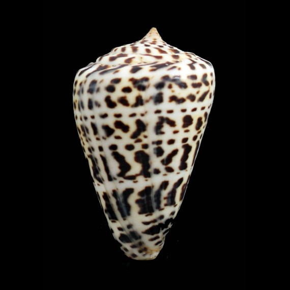 spurius baileyi 71,6mm