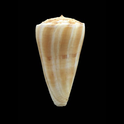 urashimanus 55,0mm