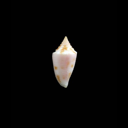 kellyae 17,0mm RARE