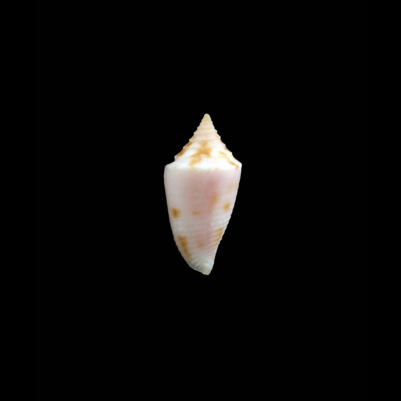 kellyae 17,0mm RARE
