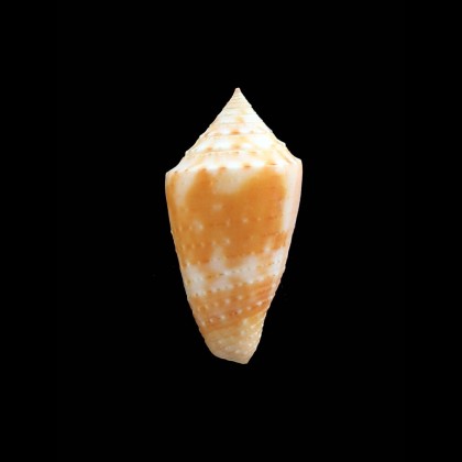 agassizi 29,0mm