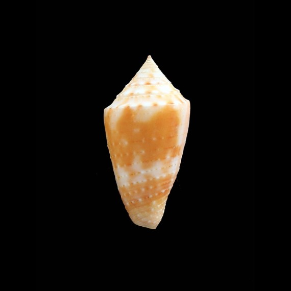 agassizi 29,0mm