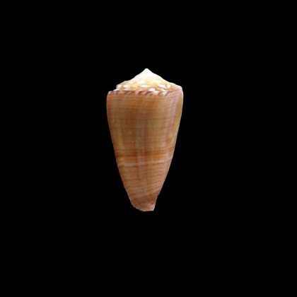 tonisii 24,5mm RARE