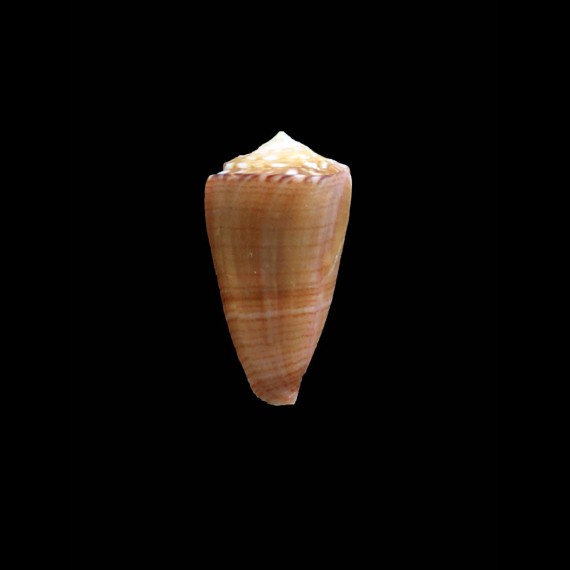 tonisii 24,5mm RARE