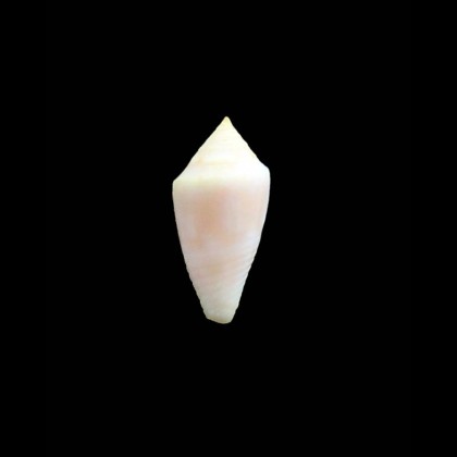 arawak 25,0mm