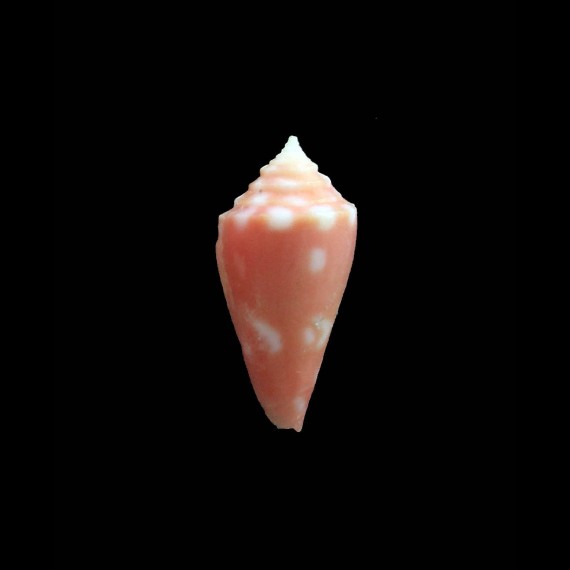flamingo 19,0mm UNCOMMON