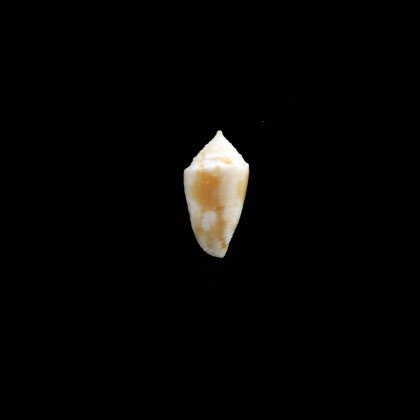 mackintoshi 15,0mm RARE