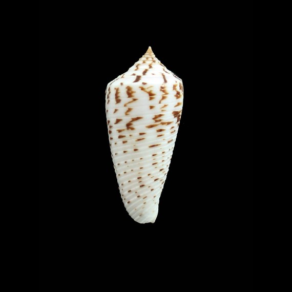 segondensis 38,0mm UNCOMMON