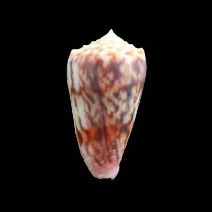 moluccensis 44,8mm SABAH FORM