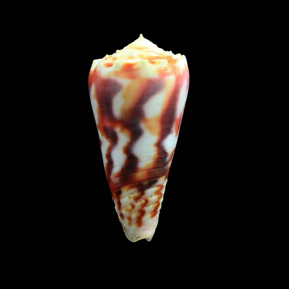 moluccensis merleti 50,0mm