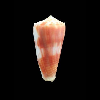 moluccensis 47,7mm JAPAN