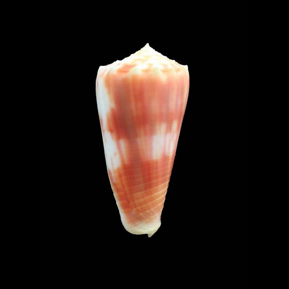 moluccensis 47,7mm JAPAN
