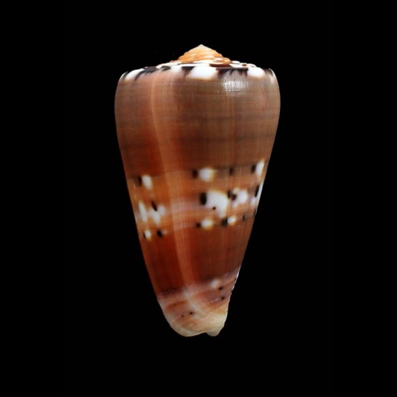 Barthelemy 69,0mm