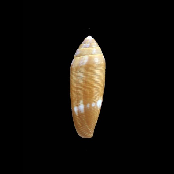 pomerae 35,3mm RARE