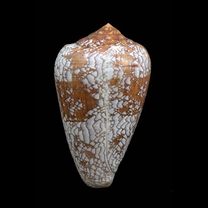 pennaceus tsara 64,0mm