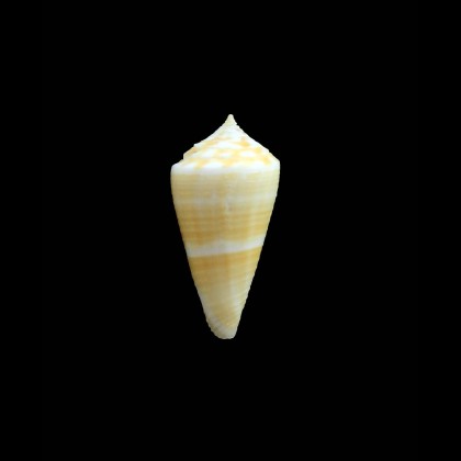 penchaszadehi 27,0mm